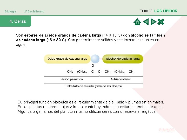 Biología 2º Bachillerato Tema 3. LOS LÍPIDOS 4. Ceras Son ésteres de ácidos grasos