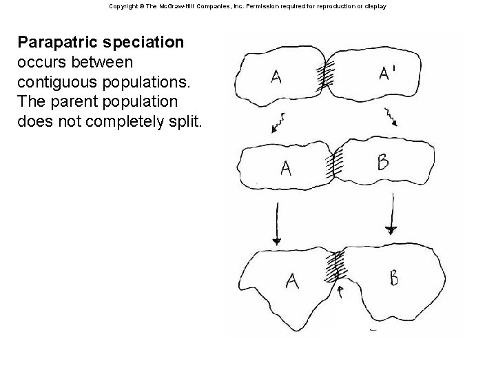 Copyright © The Mc. Graw-Hill Companies, Inc. Permission required for reproduction or display Parapatric