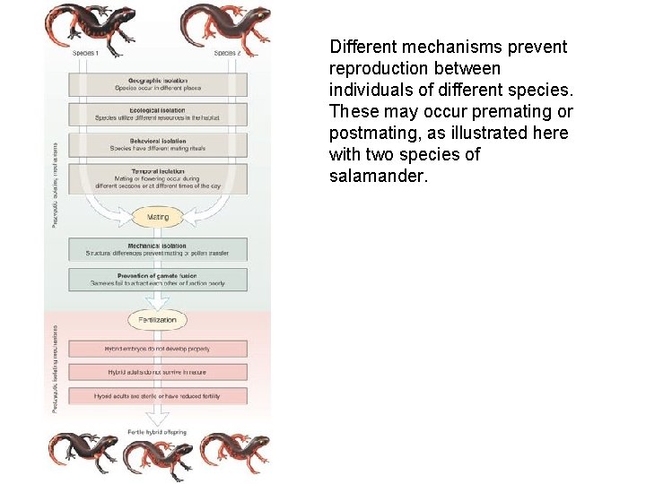 Different mechanisms prevent reproduction between individuals of different species. These may occur premating or