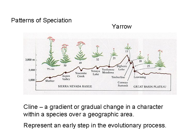Patterns of Speciation Yarrow Cline – a gradient or gradual change in a character