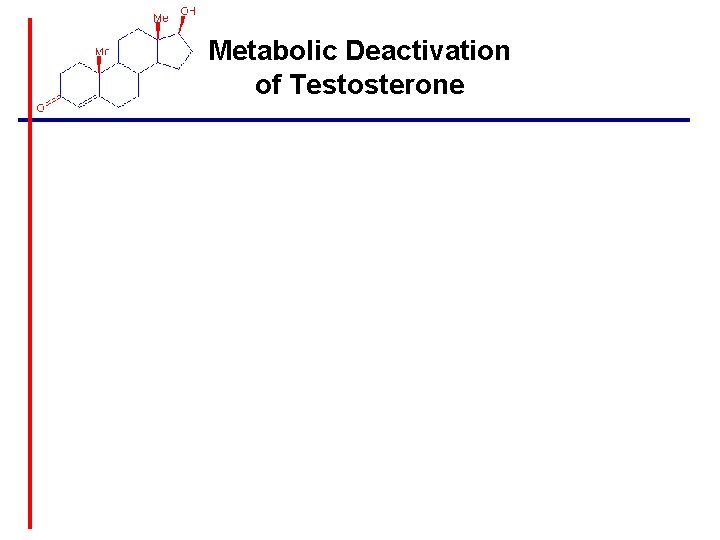 Metabolic Deactivation of Testosterone 