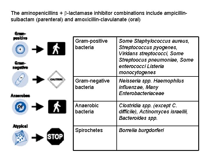 The aminopenicillins + b-lactamase inhibitor combinations include ampicillinsulbactam (parenteral) and amoxicillin-clavulanate (oral) Gram-positive bacteria