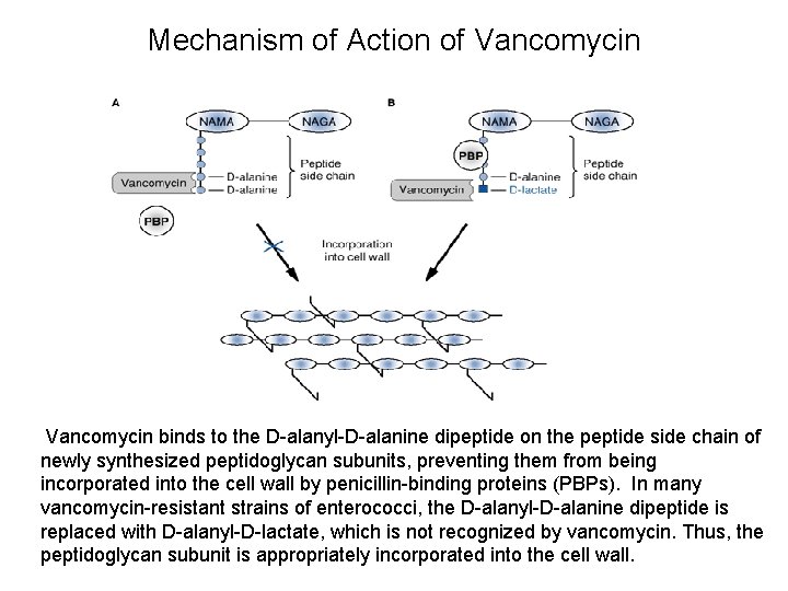 Mechanism of Action of Vancomycin binds to the D-alanyl-D-alanine dipeptide on the peptide side