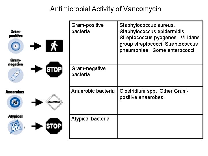 Antimicrobial Activity of Vancomycin Gram-positive bacteria Staphylococcus aureus, Staphylococcus epidermidis, Streptococcus pyogenes. Viridans group