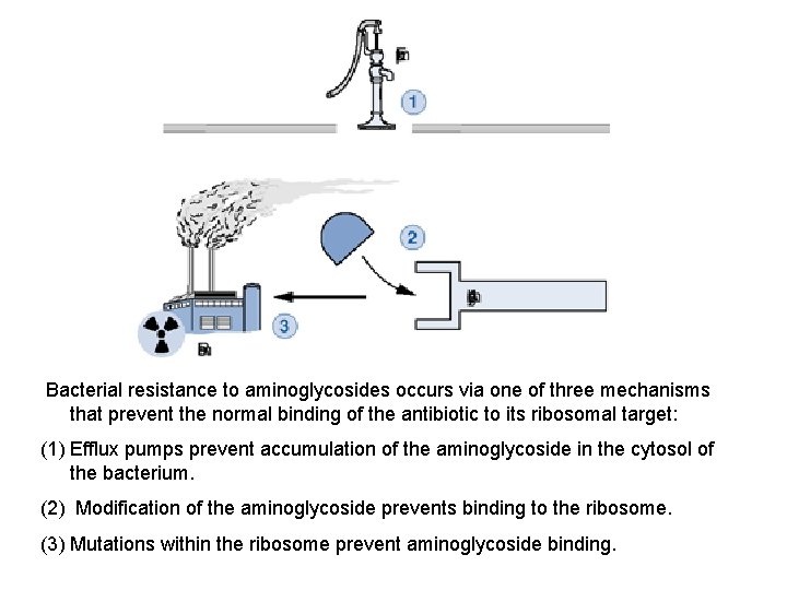 Bacterial resistance to aminoglycosides occurs via one of three mechanisms that prevent the normal