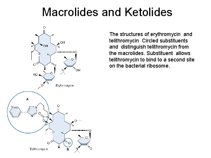 Macrolides and Ketolides The structures of erythromycin and telithromycin Circled substituents and distinguish telithromycin