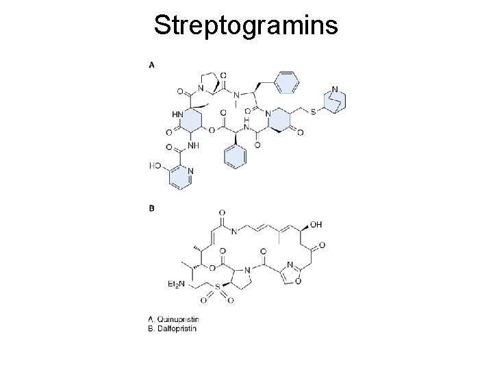 Streptogramins 
