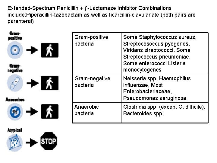 Extended-Spectrum Penicillin + b-Lactamase Inhibitor Combinations include: Piperacillin-tazobactam as well as ticarcillin-clavulanate (both pairs