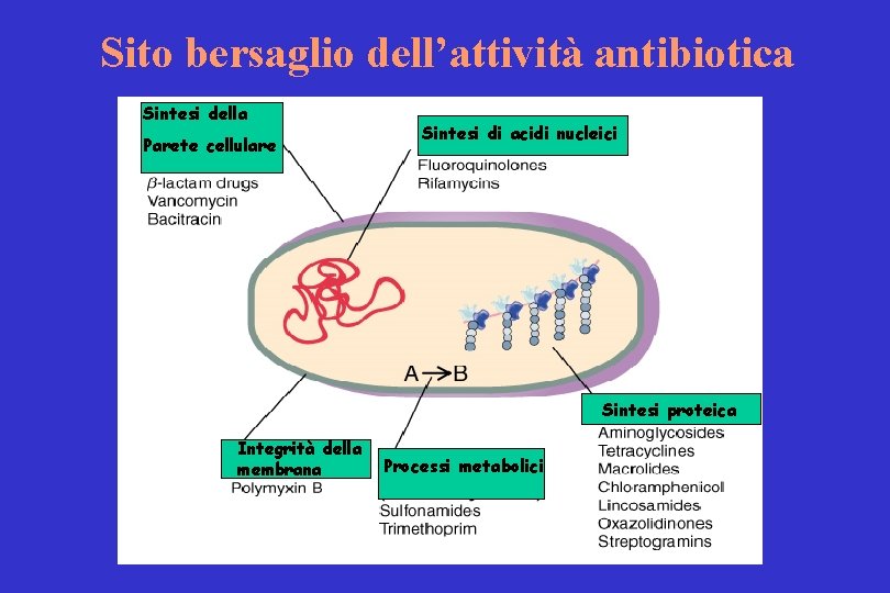 Sito bersaglio dell’attività antibiotica Sintesi della Parete cellulare Sintesi di acidi nucleici Sintesi proteica