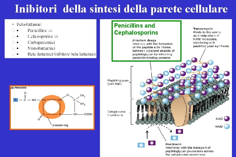 Inibitori della sintesi della parete cellulare Penicillins and Cephalosporins 
