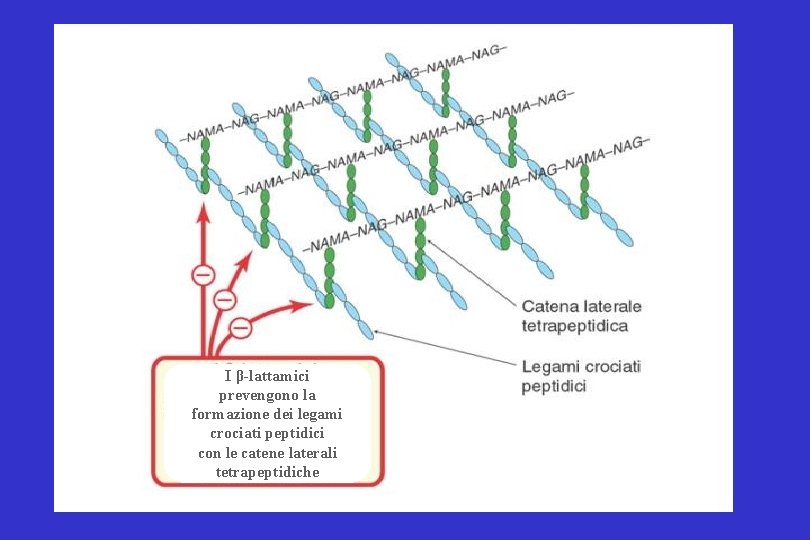 I β-lattamici prevengono la formazione dei legami crociati peptidici con le catene laterali tetrapeptidiche