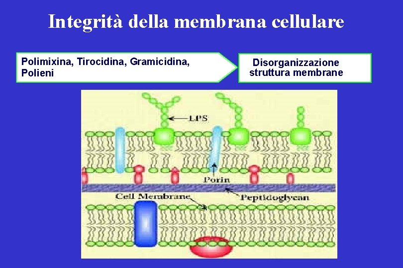 Integrità della membrana cellulare Polimixina, Tirocidina, Gramicidina, Polieni Disorganizzazione struttura membrane 