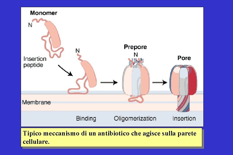 Tipico meccanismo di un antibiotico che agisce sulla parete cellulare. 