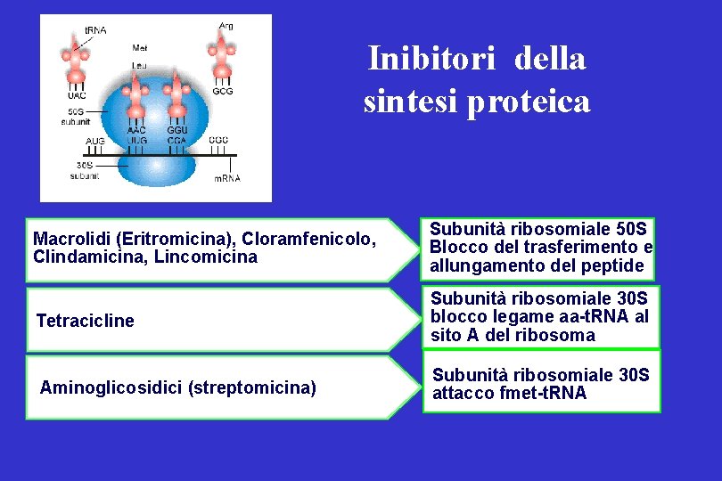 Inibitori della sintesi proteica Macrolidi (Eritromicina), Cloramfenicolo, Clindamicina, Lincomicina Subunità ribosomiale 50 S Blocco