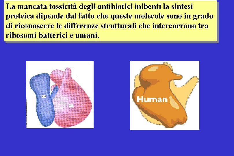 La mancata tossicità degli antibiotici inibenti la sintesi proteica dipende dal fatto che queste