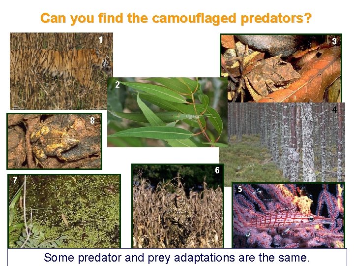 Can you find the camouflaged predators? 1 3 2 4 8 7 6 5