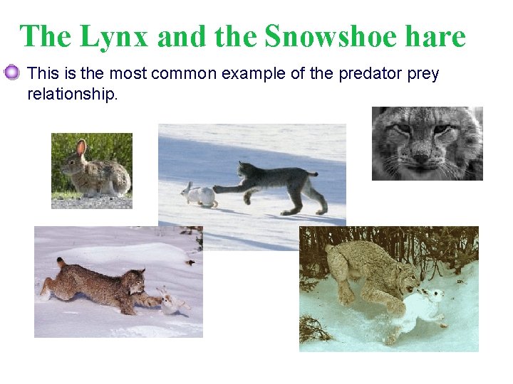 The Lynx and the Snowshoe hare This is the most common example of the