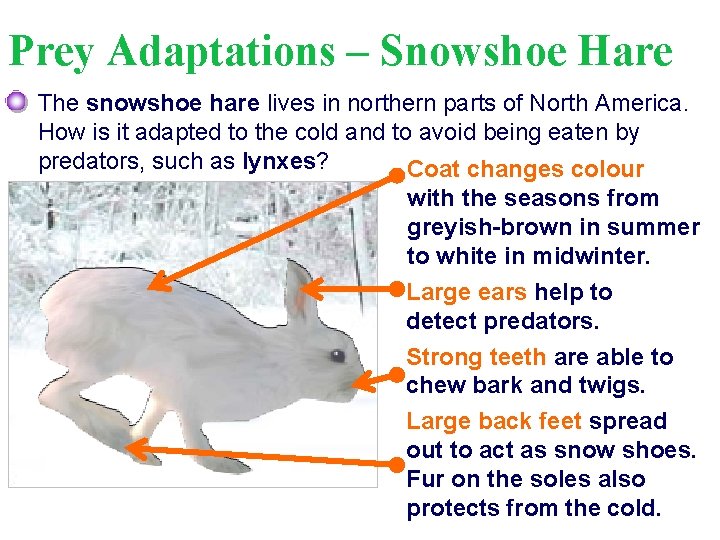 Prey Adaptations – Snowshoe Hare The snowshoe hare lives in northern parts of North