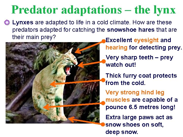 Predator adaptations – the lynx Lynxes are adapted to life in a cold climate.
