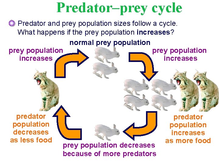 Predator–prey cycle Predator and prey population sizes follow a cycle. What happens if the