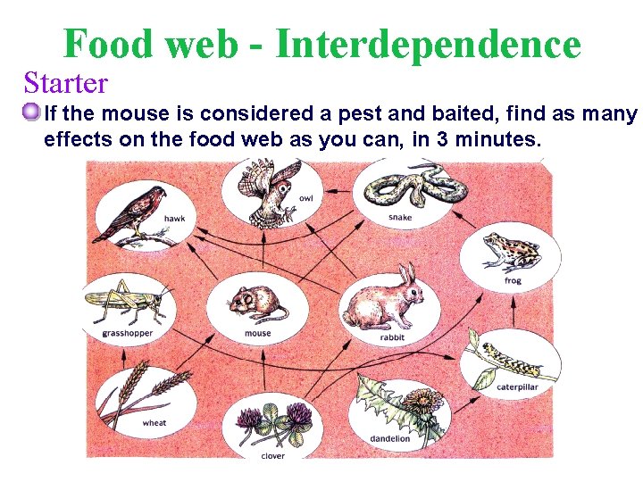 Food web - Interdependence Starter If the mouse is considered a pest and baited,