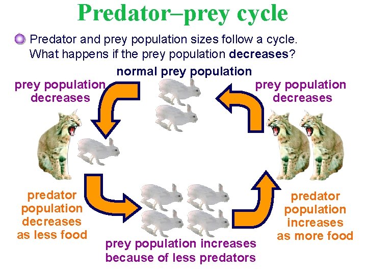 Predator–prey cycle Predator and prey population sizes follow a cycle. What happens if the