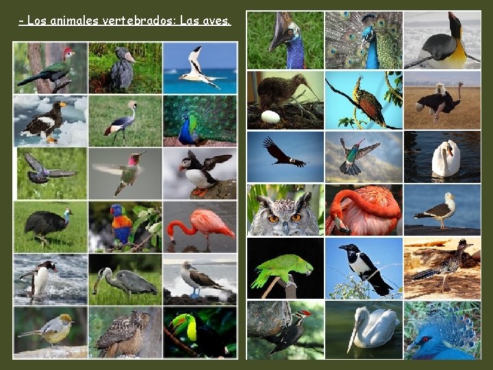 - Los animales vertebrados: Las aves. 