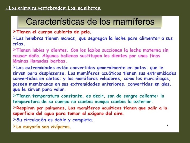 - Los animales vertebrados: Los mamíferos. 