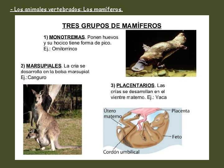 - Los animales vertebrados: Los mamíferos. 