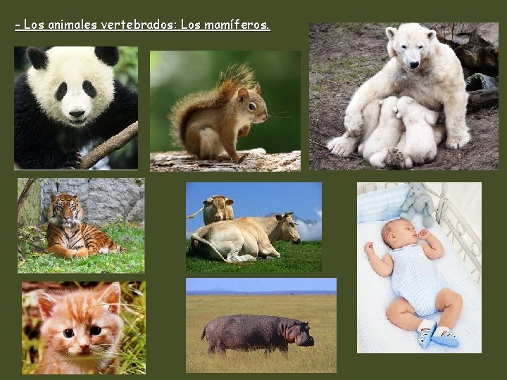 - Los animales vertebrados: Los mamíferos. 