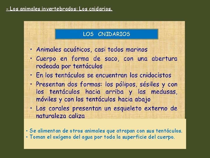 - Los animales invertebrados: Los cnidarios. LOS CNIDARIOS • Se alimentan de otros animales