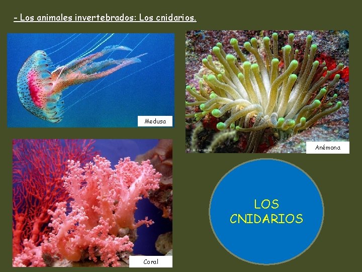 - Los animales invertebrados: Los cnidarios. Medusa Anémona LOS CNIDARIOS Coral 