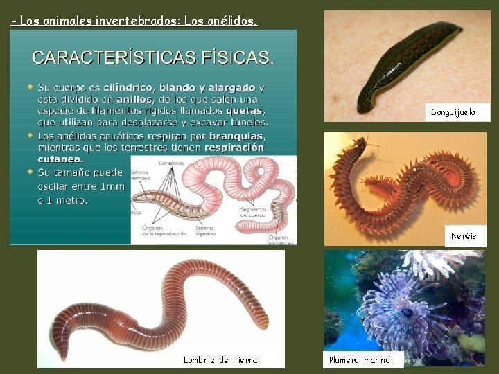 - Los animales invertebrados: Los anélidos. Sanguijuela Neréis Lombriz de tierra Plumero marino 