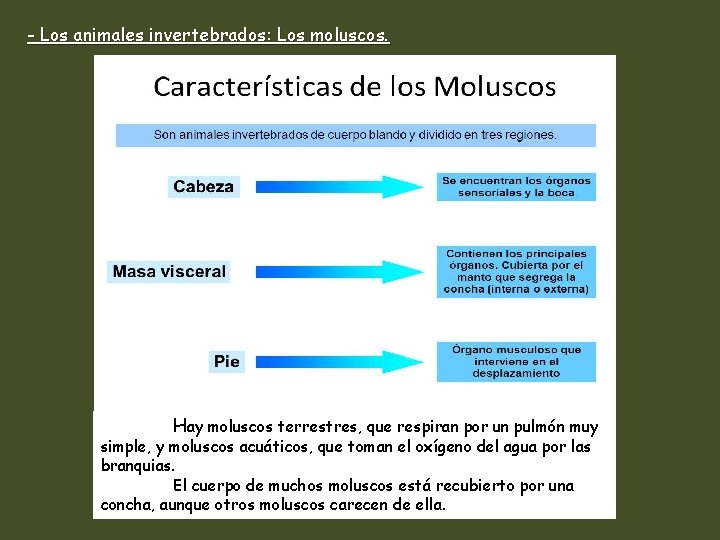 - Los animales invertebrados: Los moluscos. Hay moluscos terrestres, que respiran por un pulmón