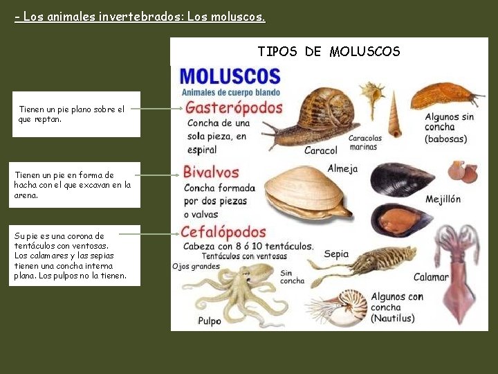 - Los animales invertebrados: Los moluscos. TIPOS DE MOLUSCOS Tienen un pie plano sobre