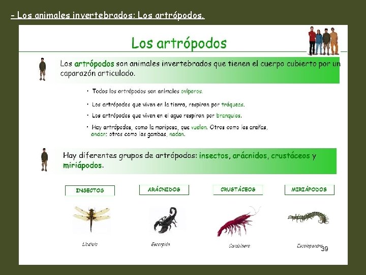 - Los animales invertebrados: Los artrópodos. 