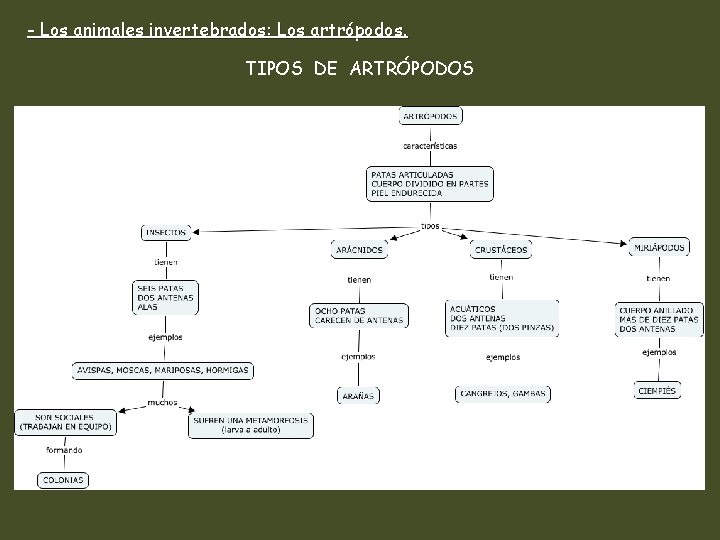 - Los animales invertebrados: Los artrópodos. TIPOS DE ARTRÓPODOS 