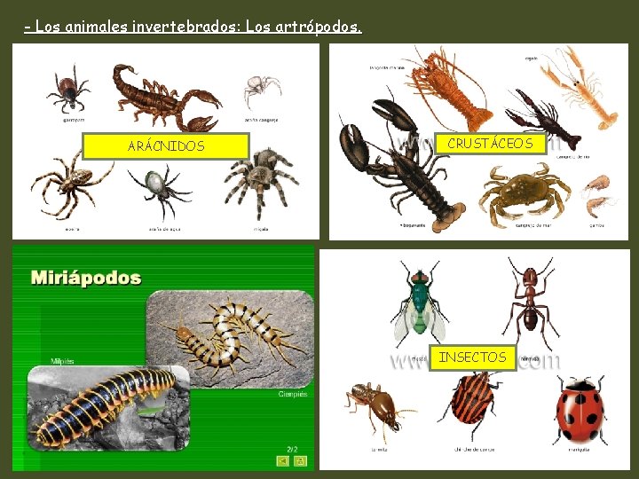- Los animales invertebrados: Los artrópodos. ARÁCNIDOS CRUSTÁCEOS INSECTOS 