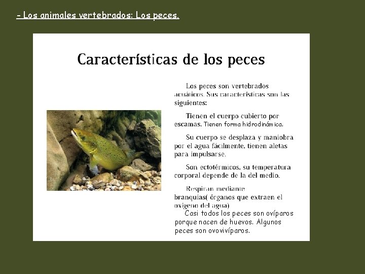 - Los animales vertebrados: Los peces. Tienen forma hidrodinámica. . Casi todos los peces