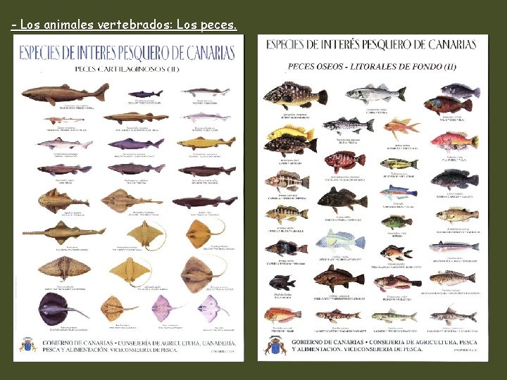 - Los animales vertebrados: Los peces. 