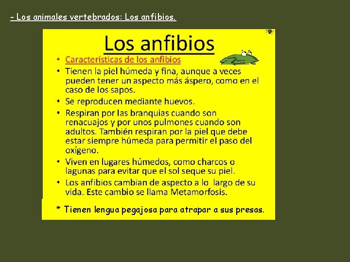 - Los animales vertebrados: Los anfibios. * Tienen lengua pegajosa para atrapar a sus