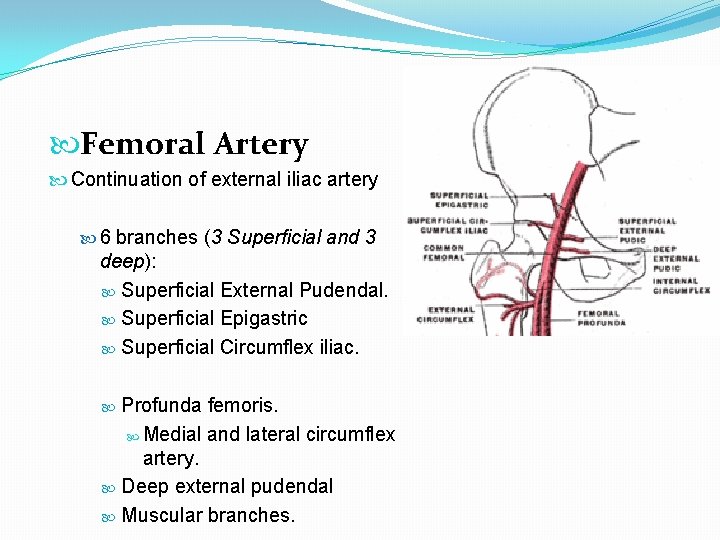  Femoral Artery Continuation of external iliac artery 6 branches (3 Superficial and 3