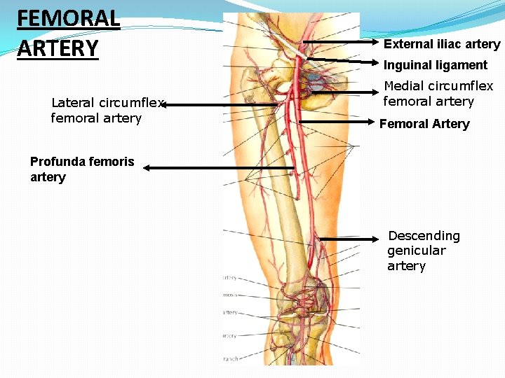 FEMORAL ARTERY Lateral circumflex femoral artery External iliac artery Inguinal ligament Medial circumflex femoral