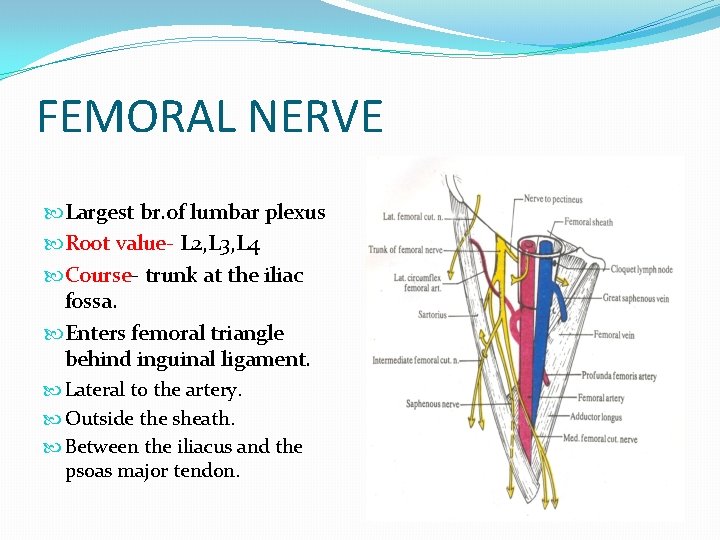 FEMORAL NERVE Largest br. of lumbar plexus Root value- L 2, L 3, L