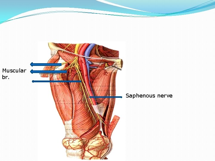 Muscular br. Saphenous nerve 