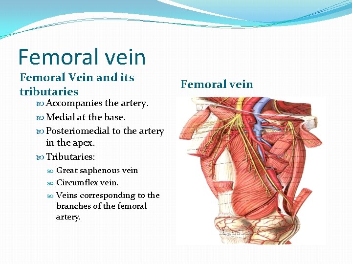 Femoral vein Femoral Vein and its tributaries Accompanies the artery. Medial at the base.