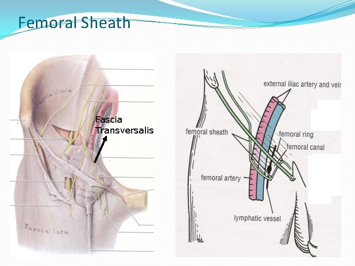 Femoral Sheath Fascia Transversalis 