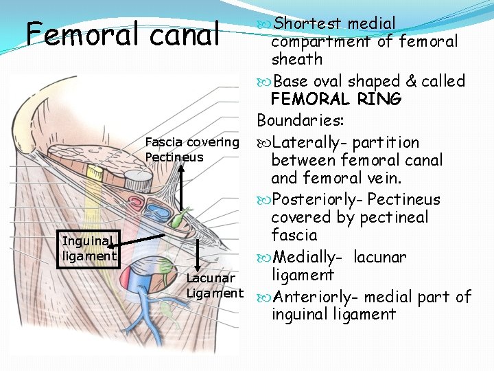 Femoral canal Fascia covering Pectineus Inguinal ligament Lacunar Ligament Shortest medial compartment of femoral