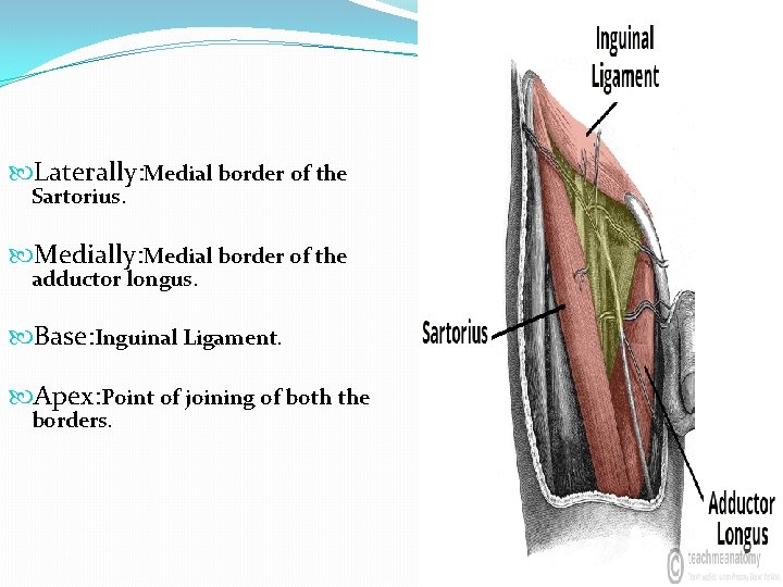  Laterally: Medial border of the Sartorius. Medially: Medial border of the adductor longus.