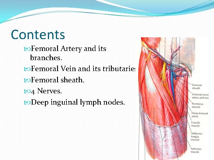 Contents Femoral Artery and its branches. Femoral Vein and its tributaries. Femoral sheath. 4